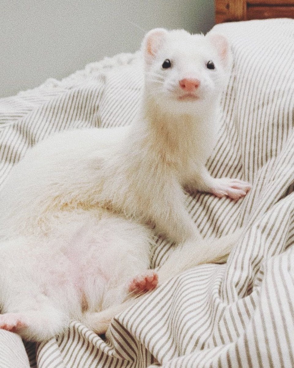 Хорёк фретка белый