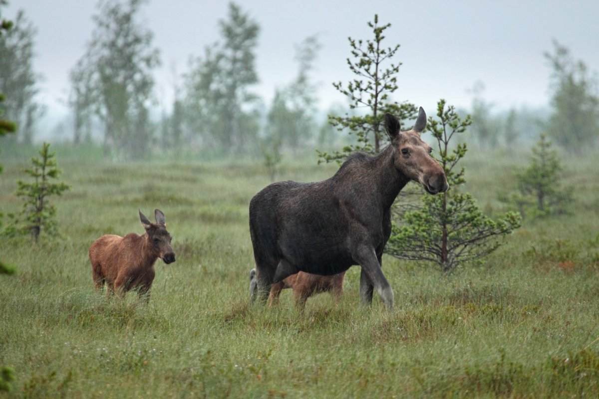 Полистовский заповедник животный мир