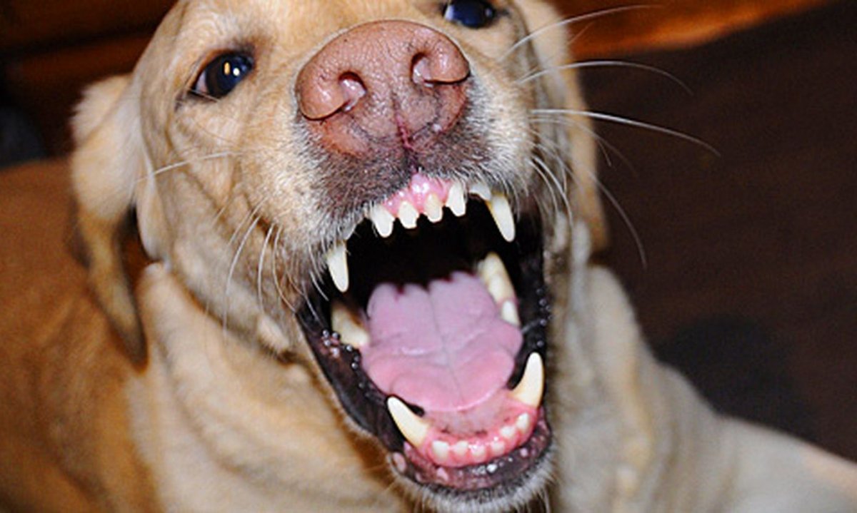 Лабрадор скалится