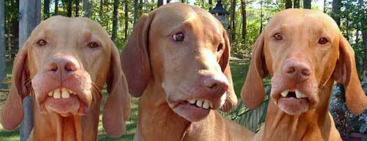 Собака с Кривой челюстью порода