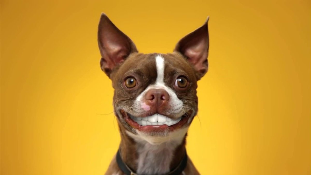 Реклама Педигри собака улыбается