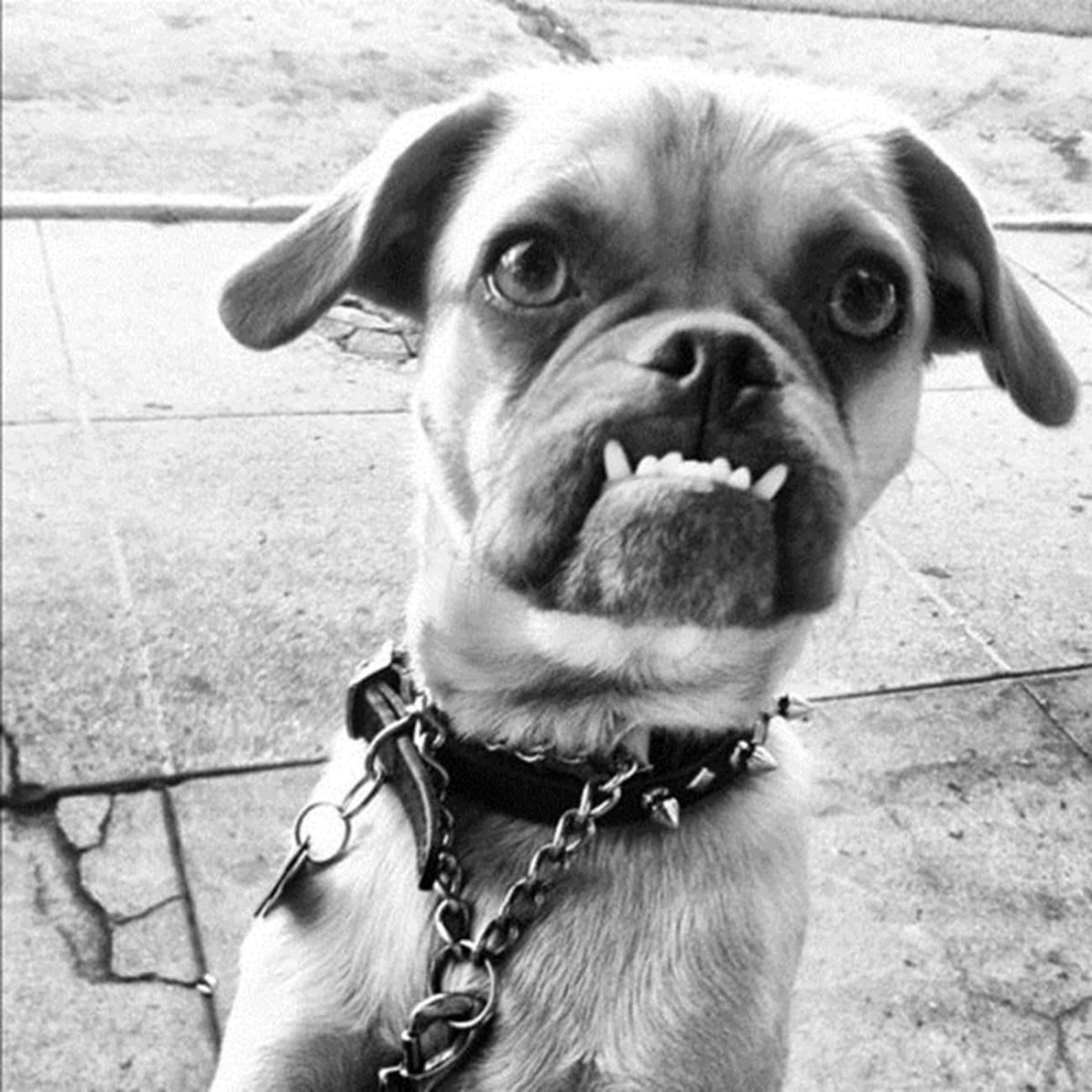 Собачий оскал