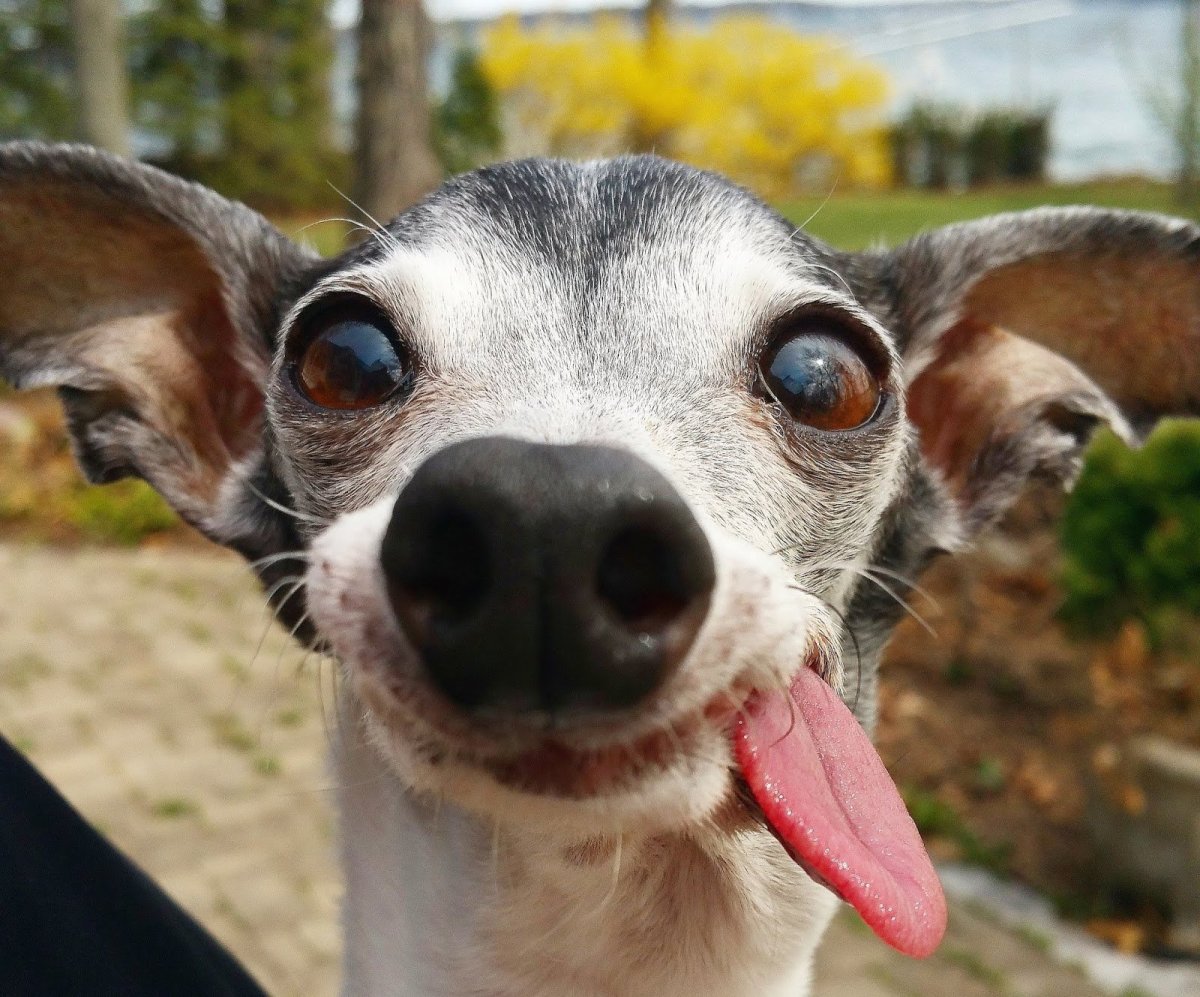 Левретка Заппа