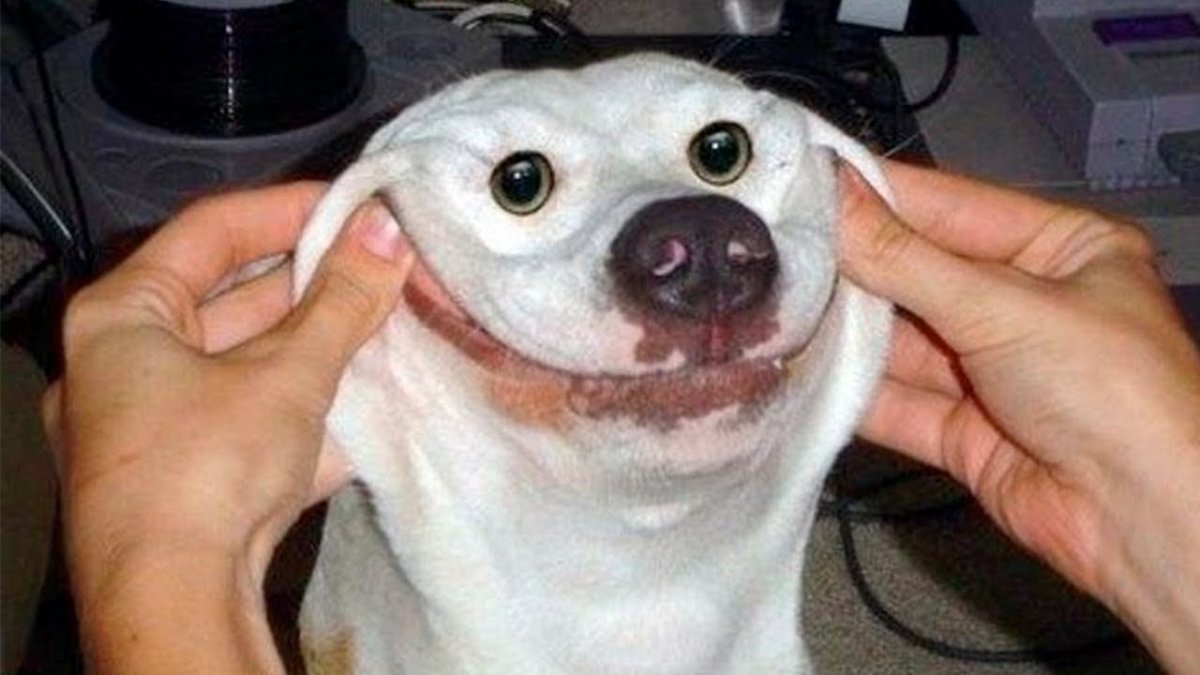 Собака улыбака