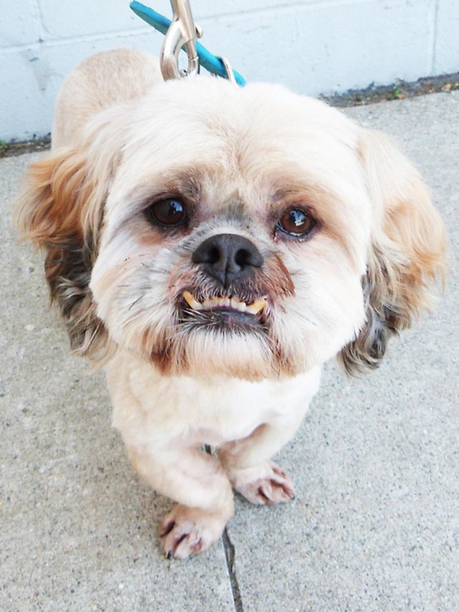 Болонка ши тцу