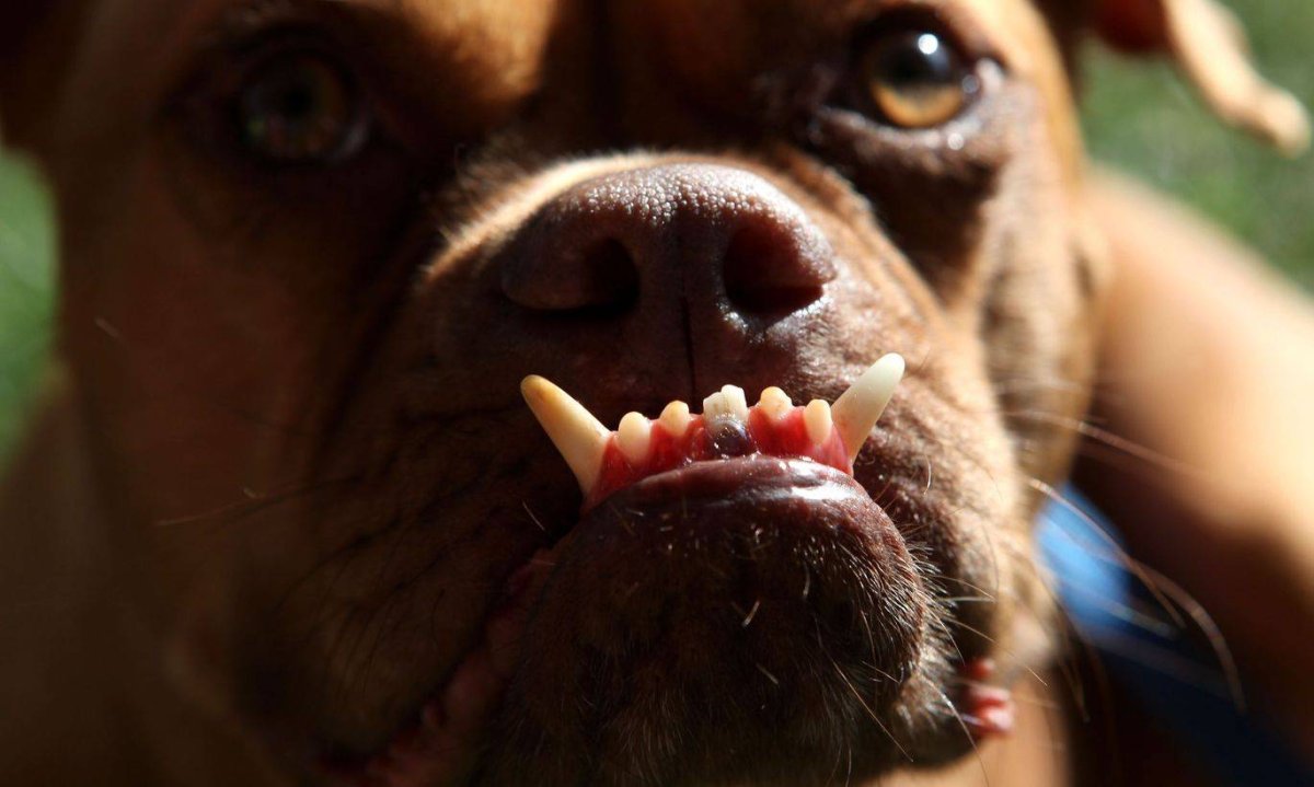 Собака с аыдаинутой склестью