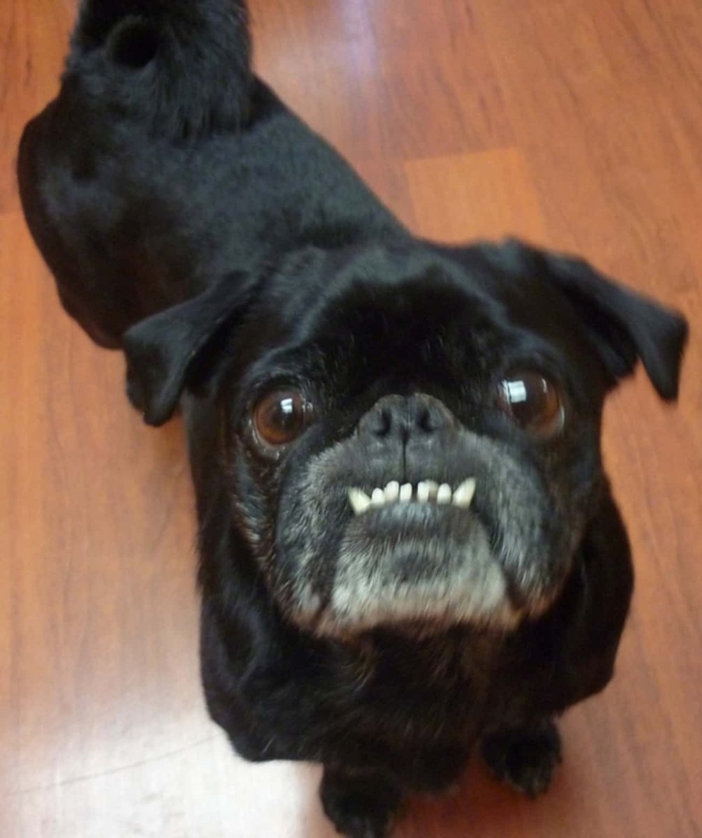 Пти брабансон черный