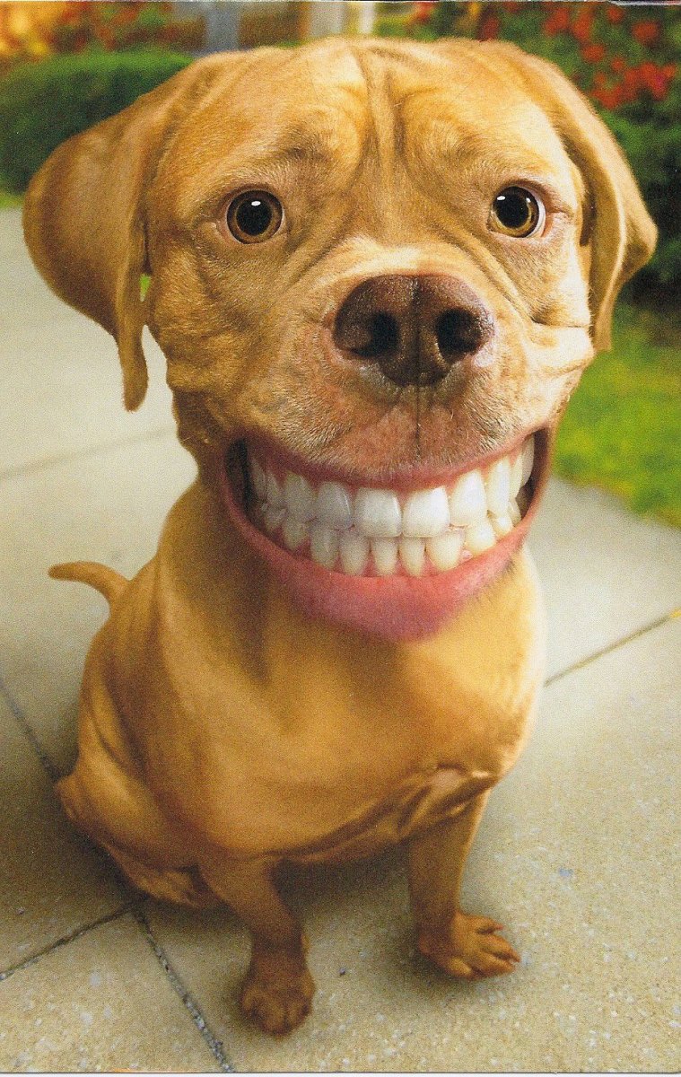 Собака улыбается