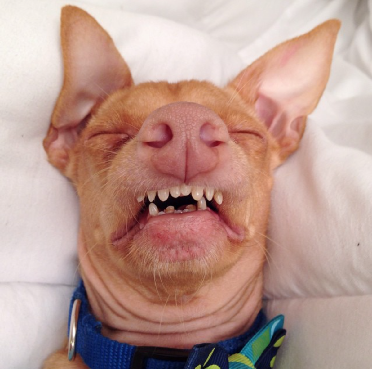 Собаки с не правилтным прикусом