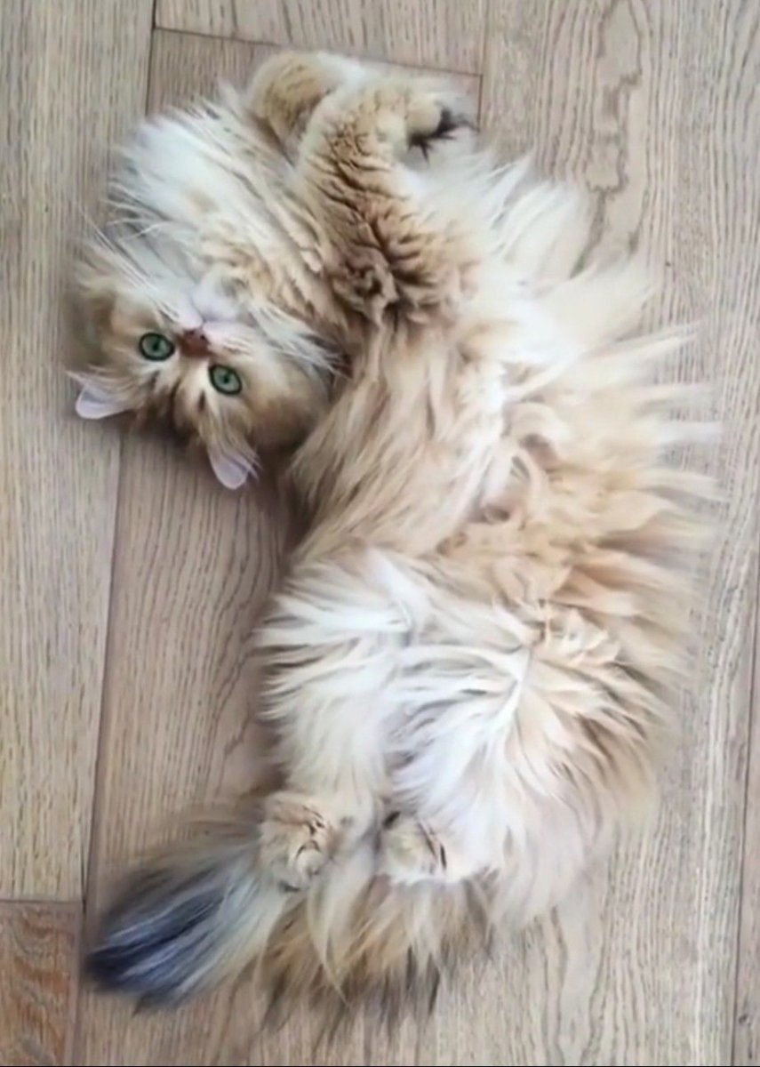 Взъерошенный котенок