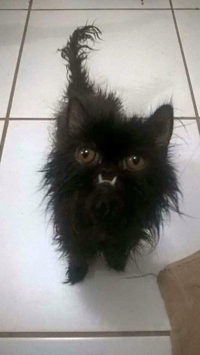 Взъерошенный котенок