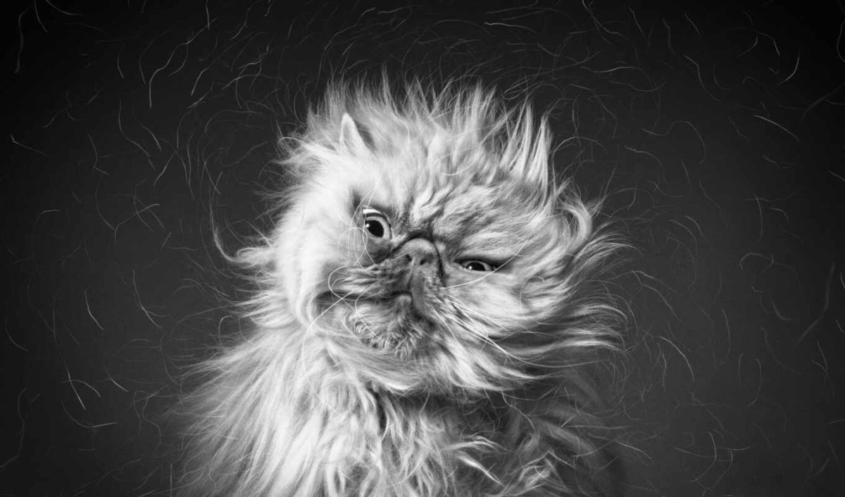 Взъерошенный кот