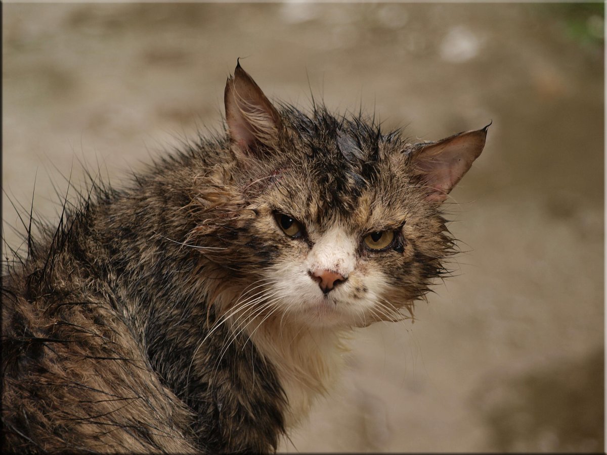 Дворовый кот