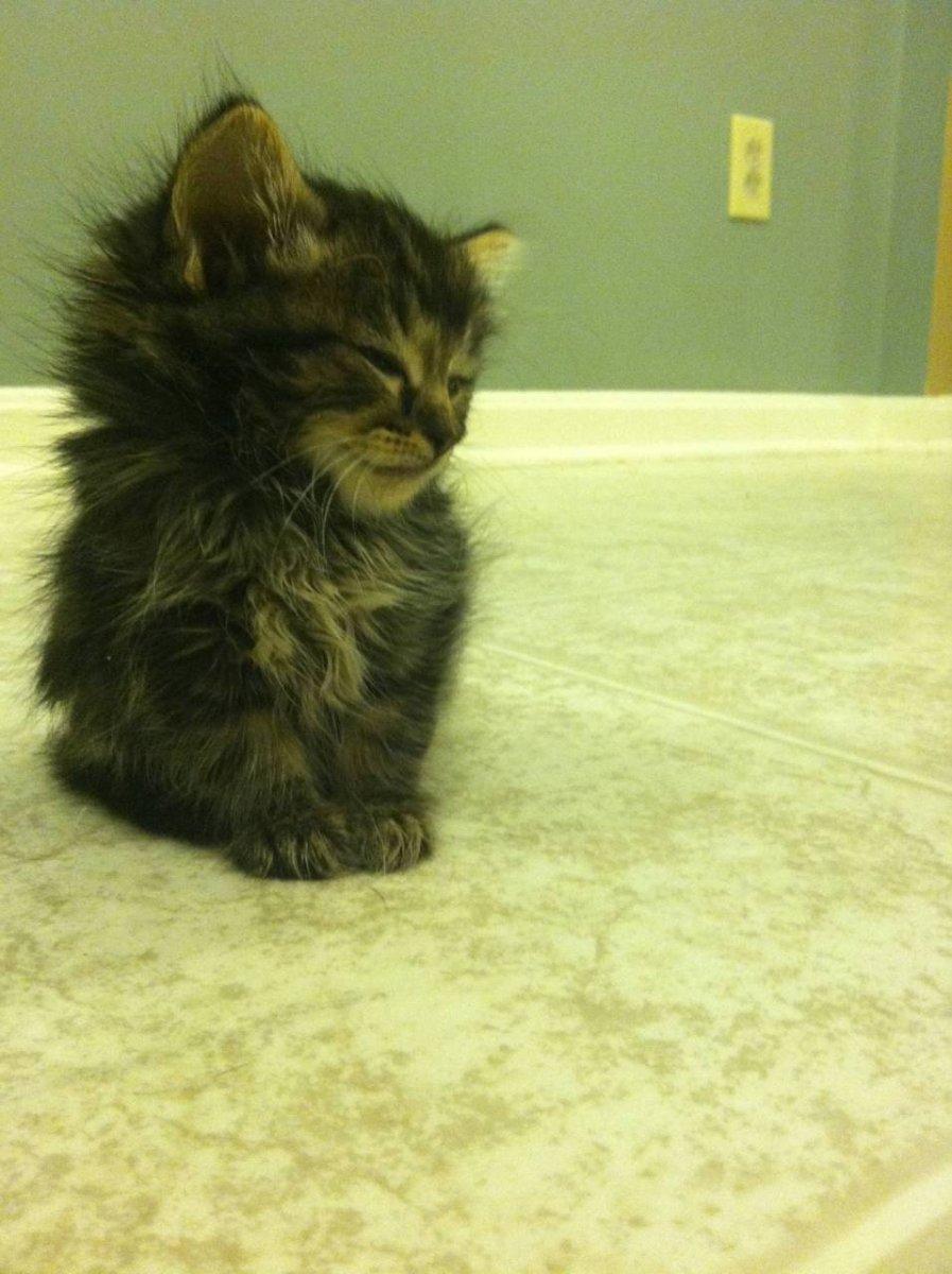 Взъерошенный Сонный котенок