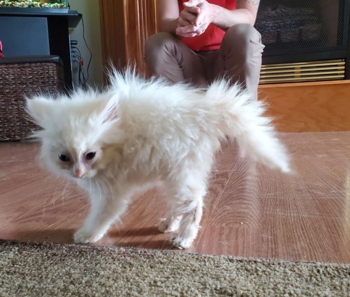 Котенок шерсть дыбом