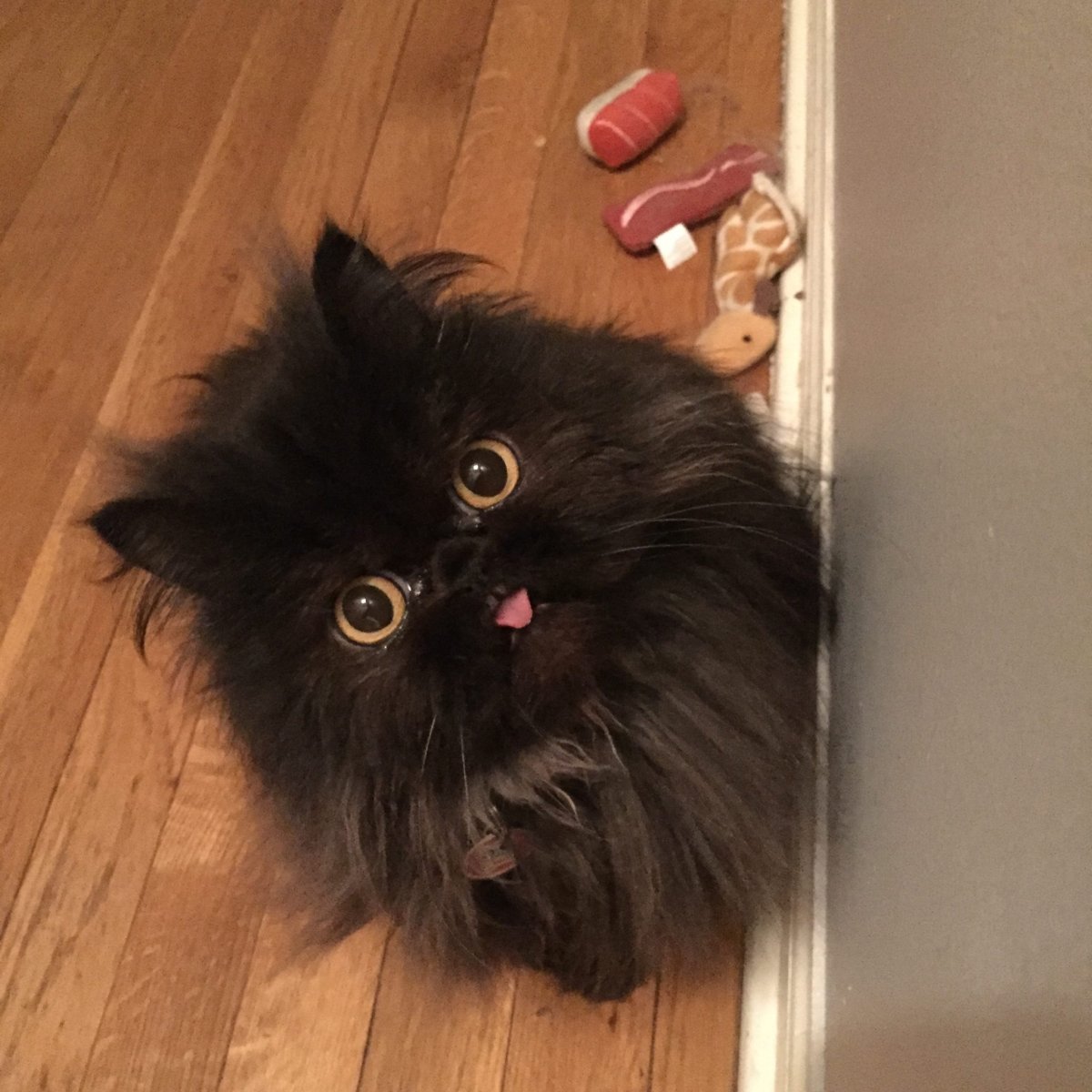 Растрепанный пушистый кот