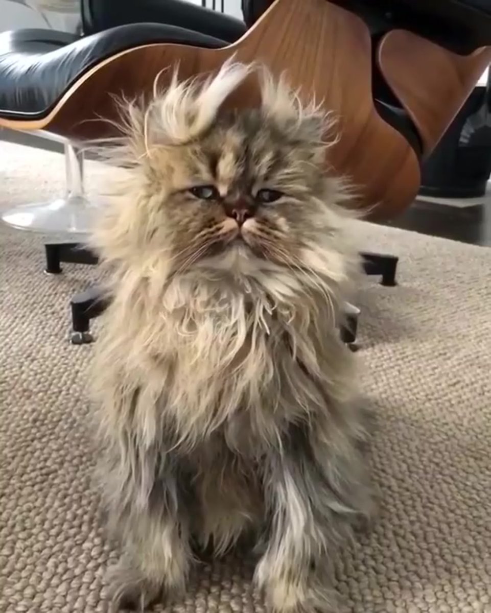 Смешной лохматый кот