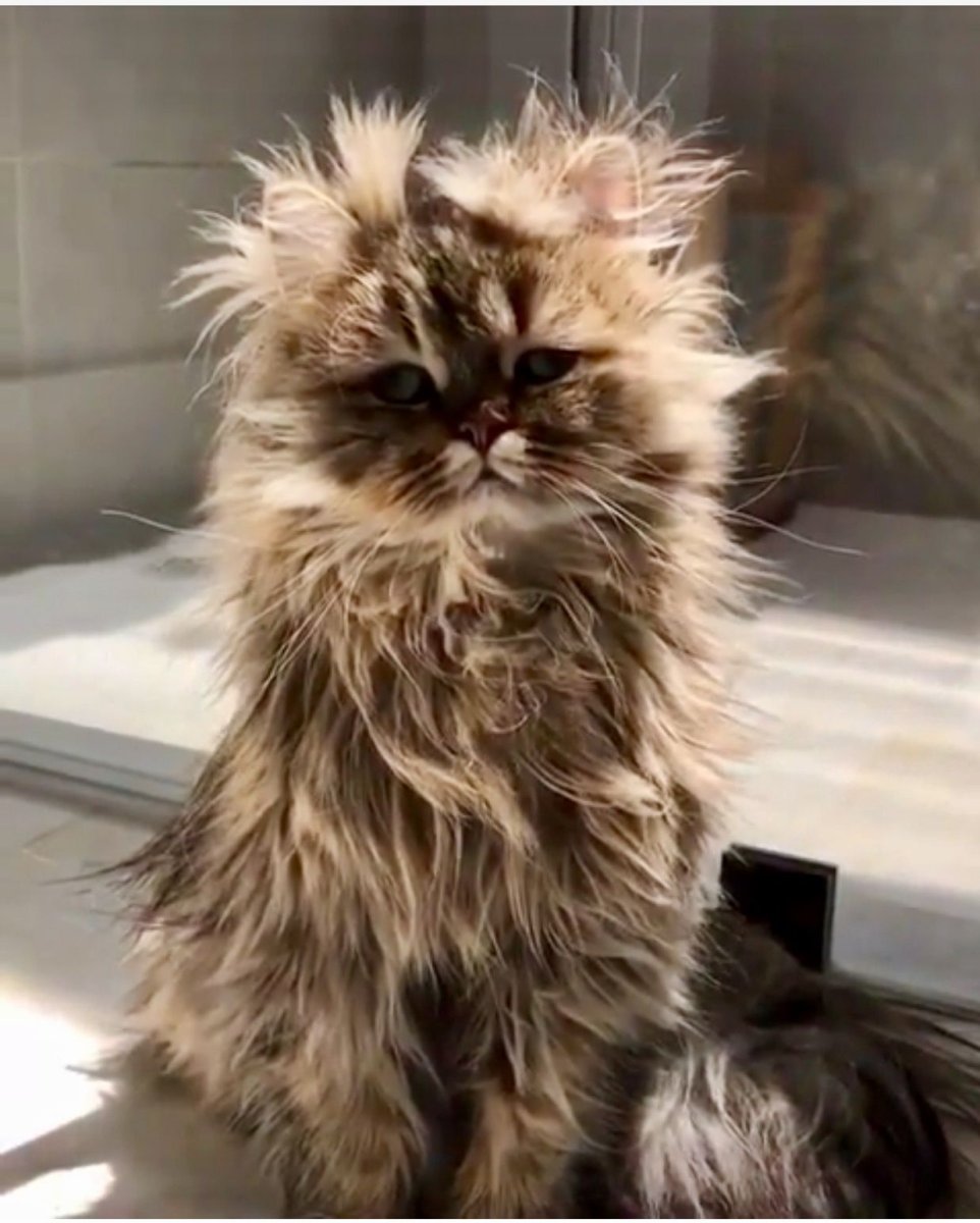 Взъерошенный кот