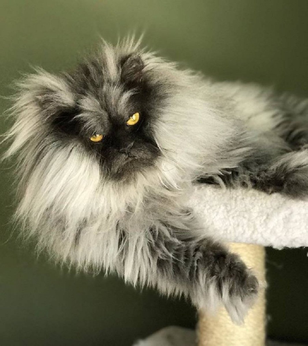 Порода Джуно кошка