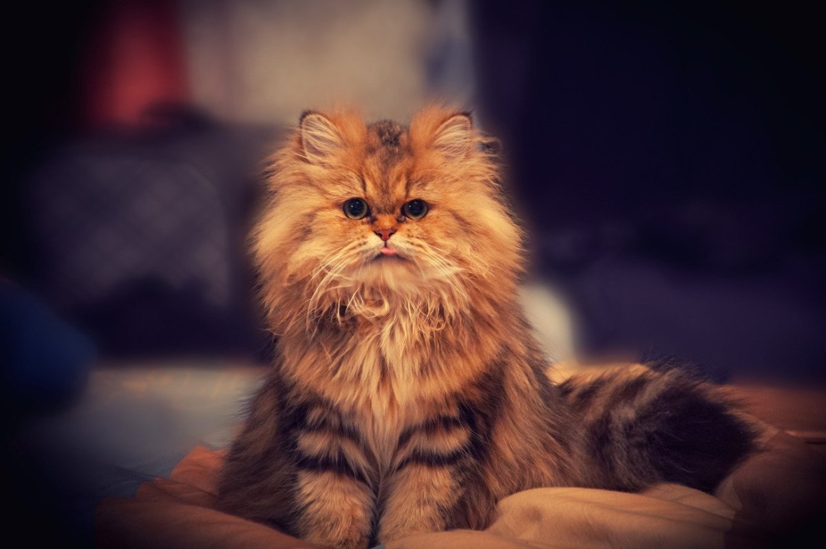 Взъерошенный кот картинки