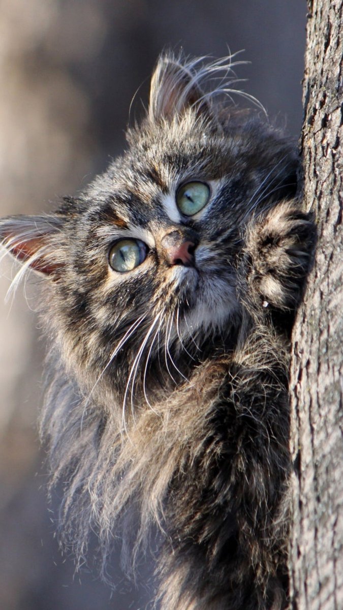 Взъерошенный кот