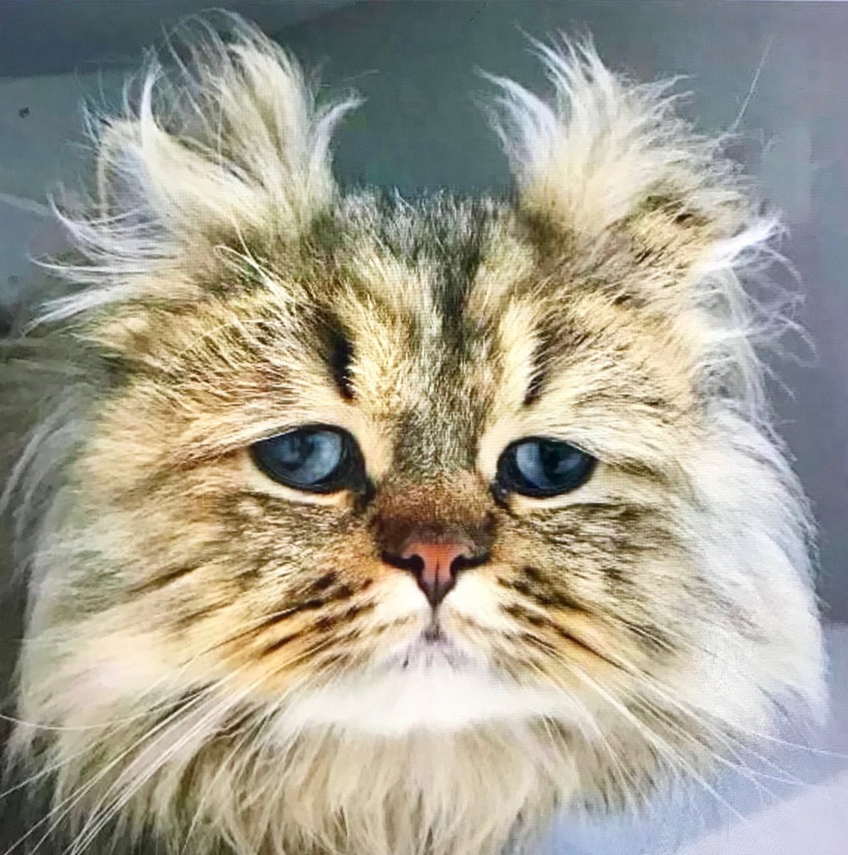 Растрепанная кошка