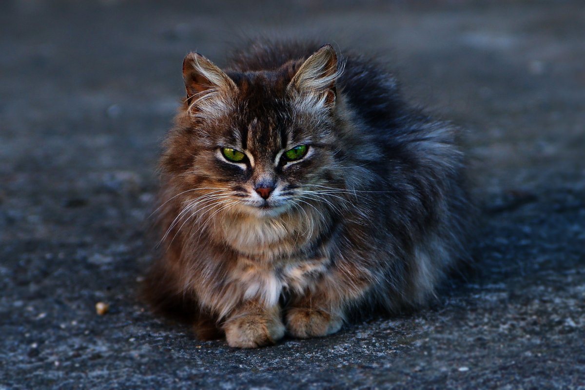 Сибирский Лесной кот