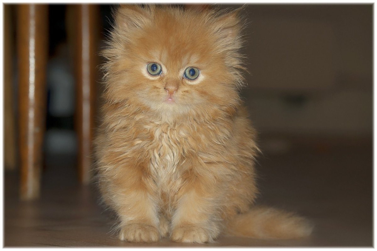 Рыжие пушистые коты