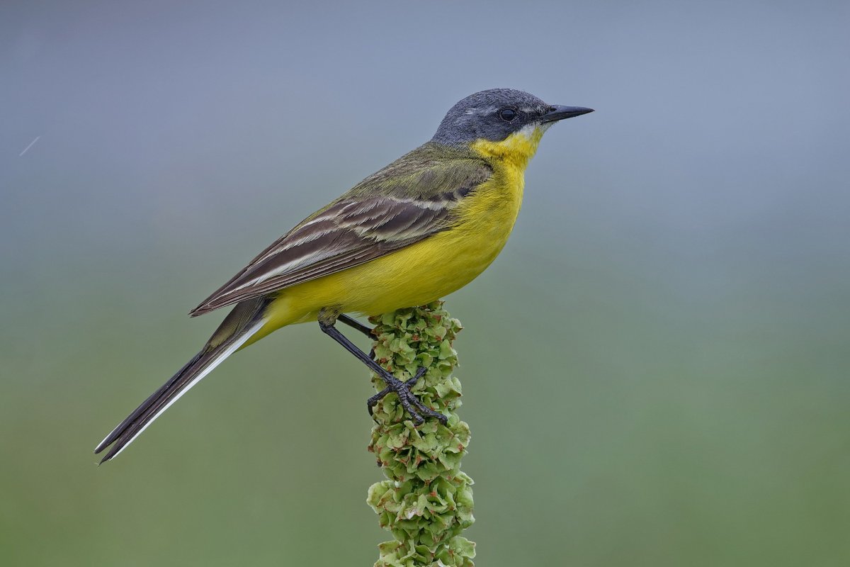 Желтая трясогузка