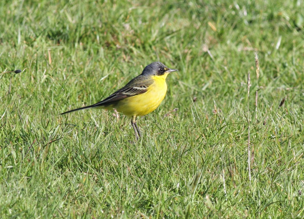 Yellow-headed Wagtail