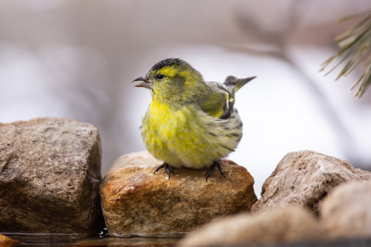 Птенец Чижа