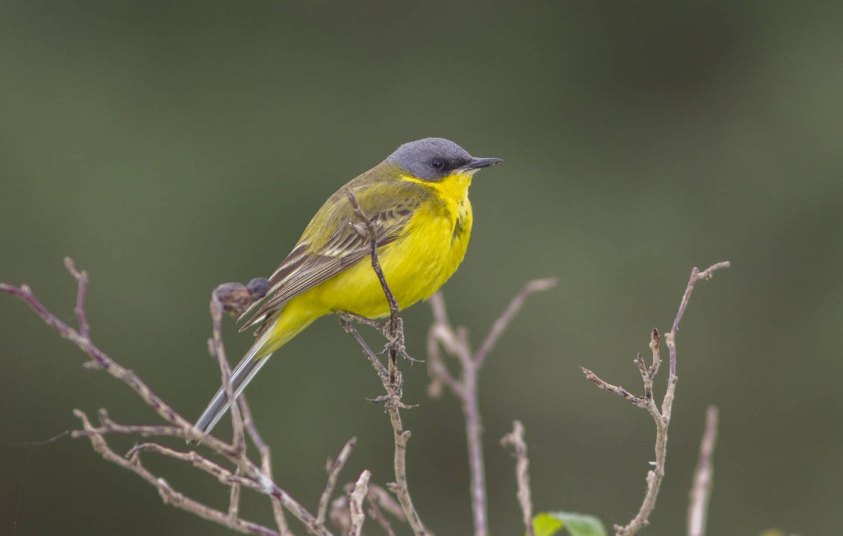 Птица с желтыми лапами