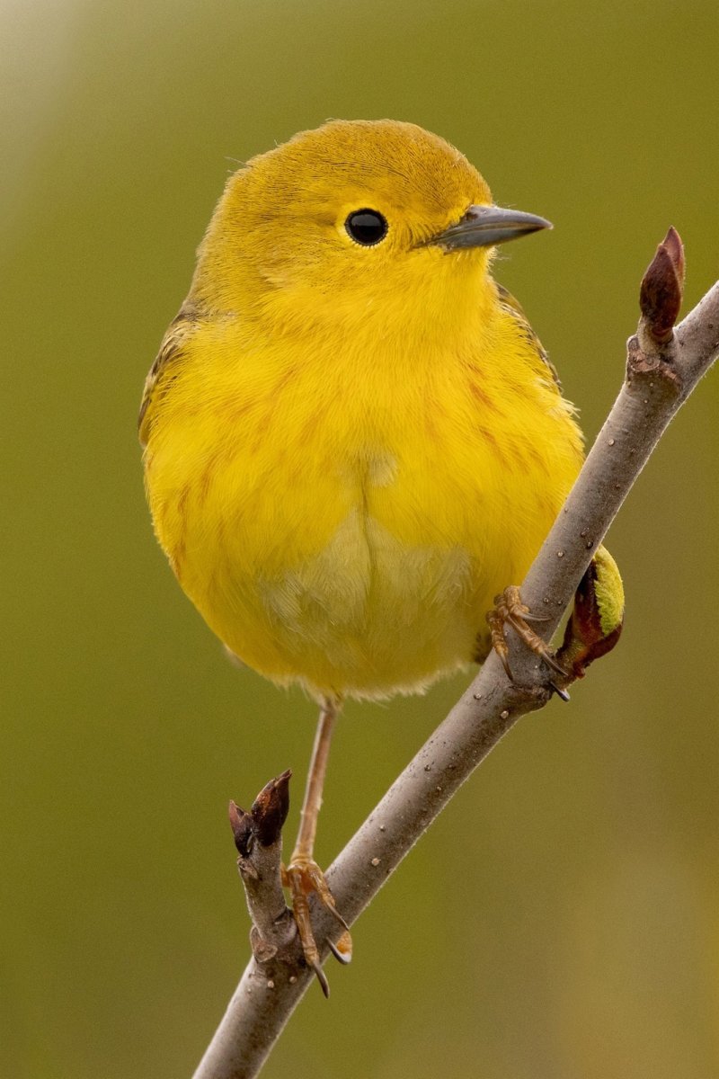 Древесница птица