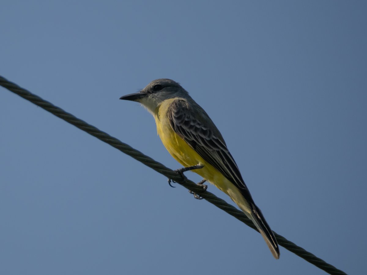 Тиранн вымпелохвостый