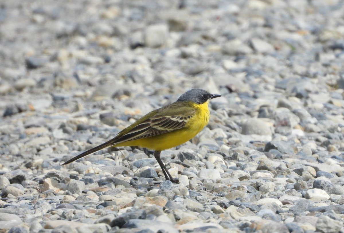 Птица желтенькая похожа на трясогузку