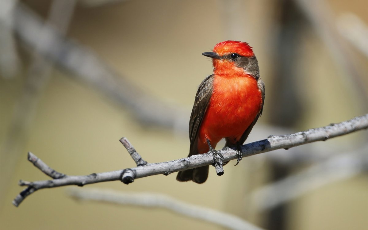 Птицы с красным оперением