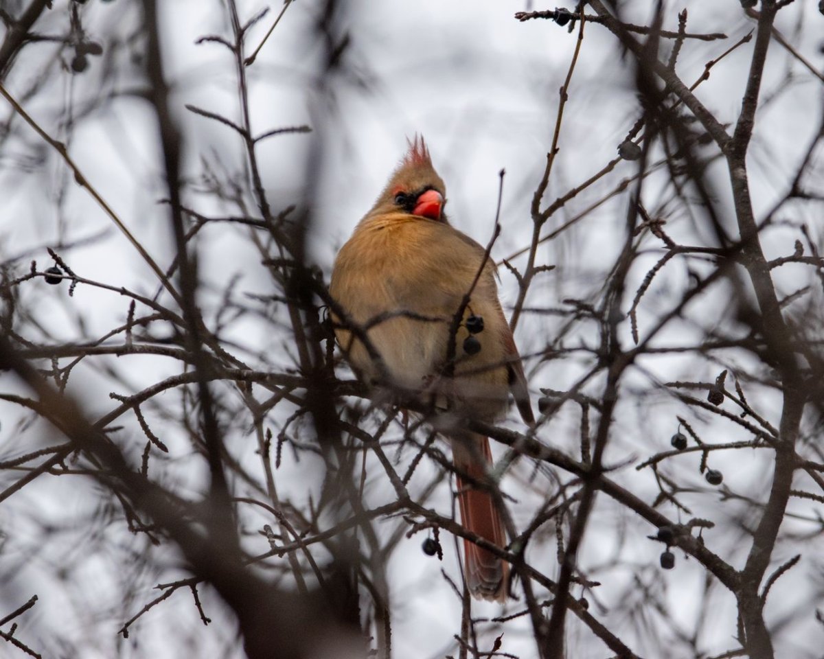 Птица на ветке