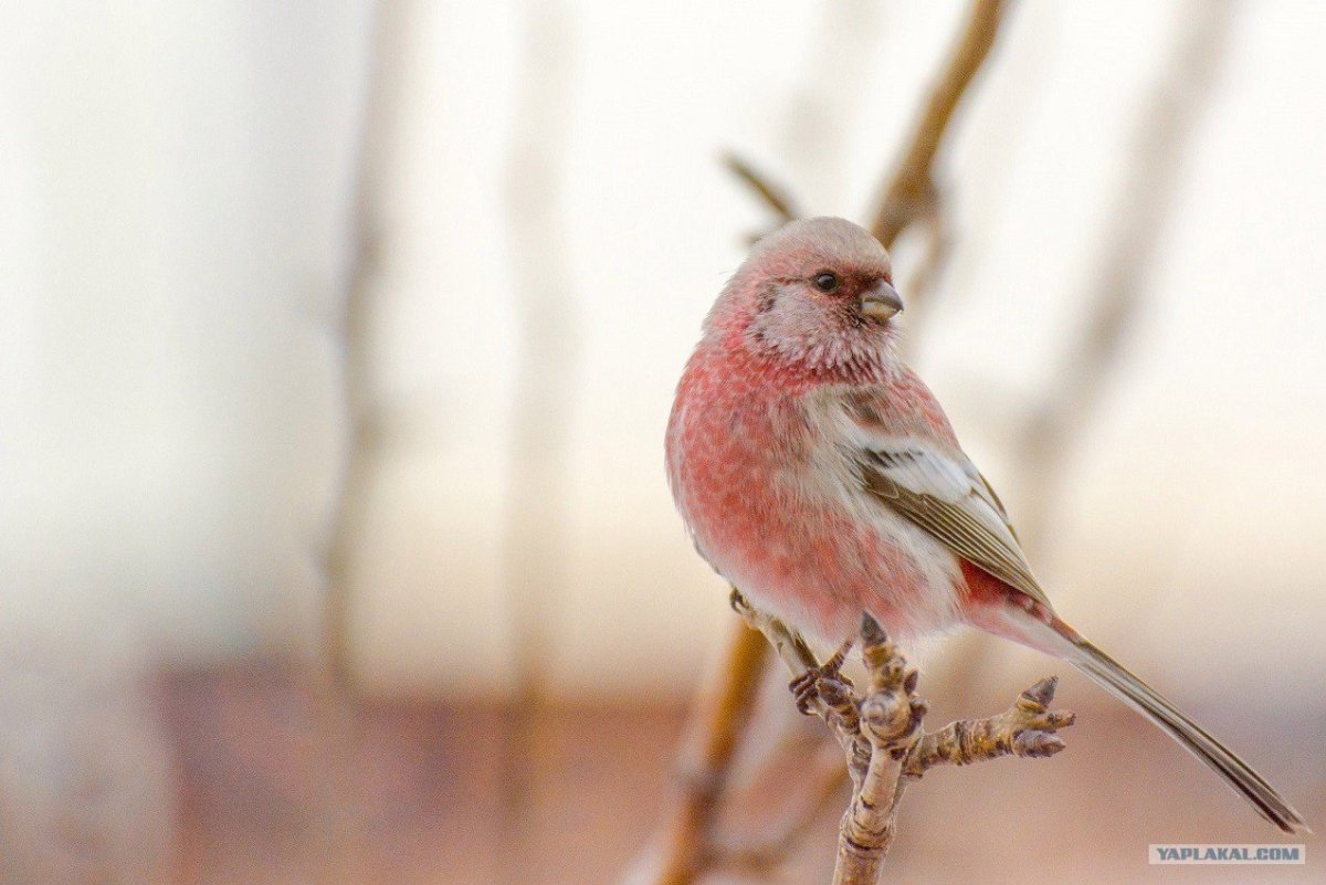 Снегирь урагус