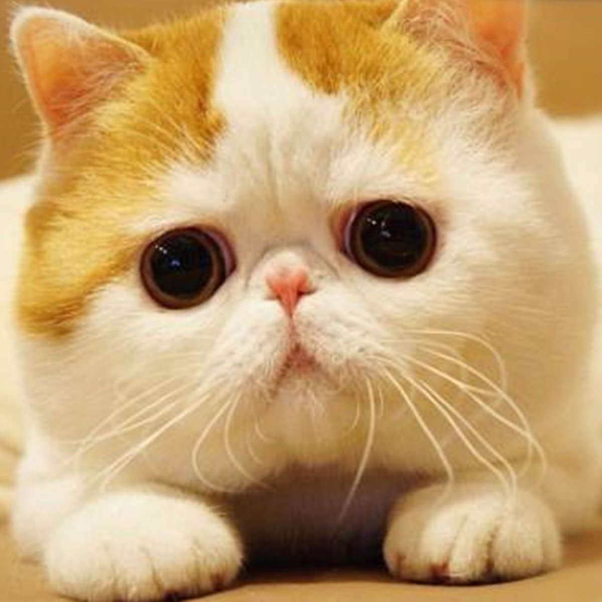 Экзотическая короткошерстная кошка Снупи