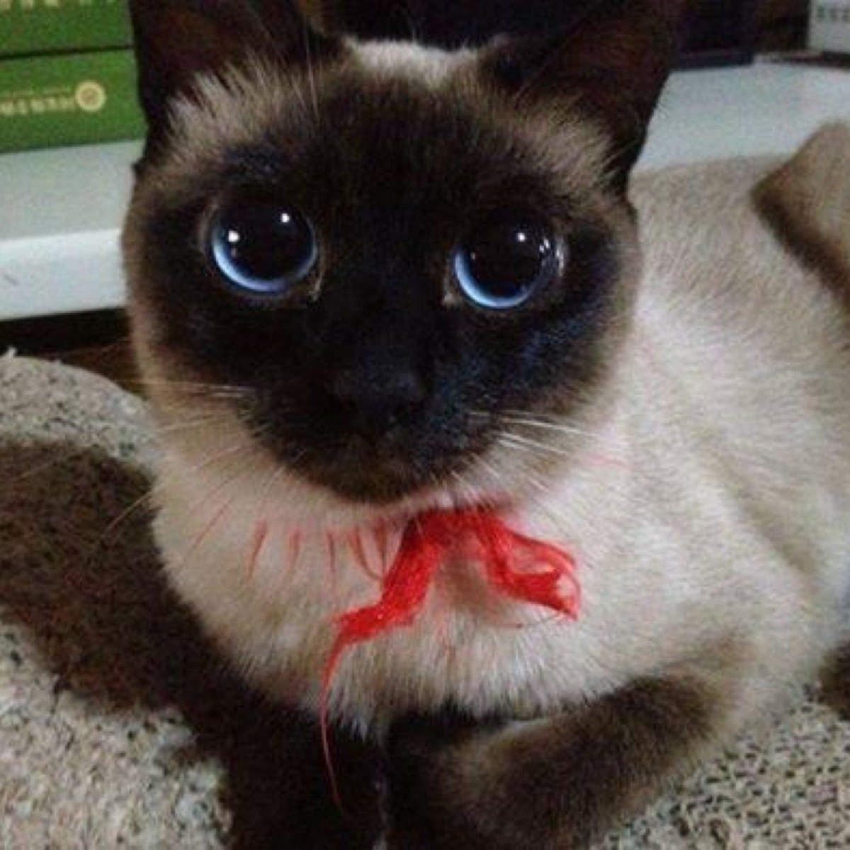 Кошка с самыми большими глазами