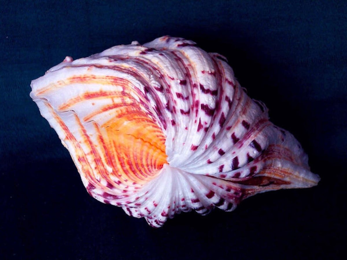 Ракушка розовый Наутилус (Rose Nautilus)