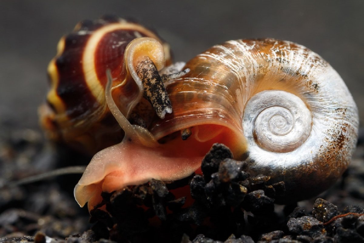 Улитка хищник Хелена