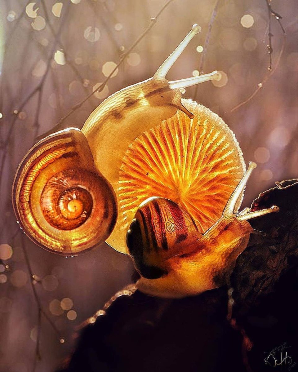 Улитка батик аквариумная