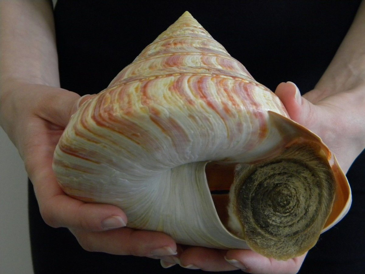 Улитка внутри раковины