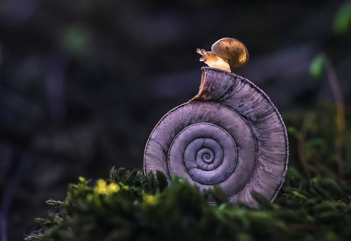 Вячеслав Мищенко улитки