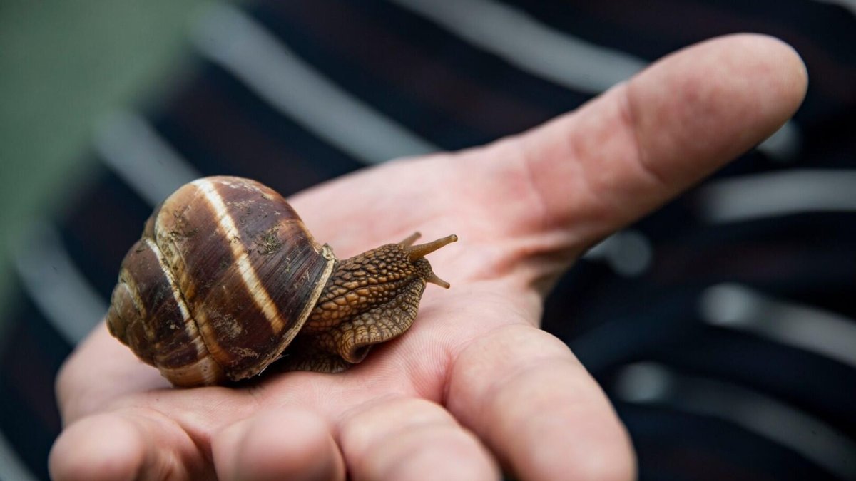 Ракушка улитки