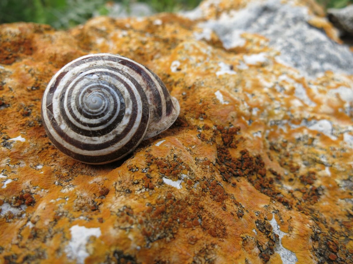 Stone Snail Shell