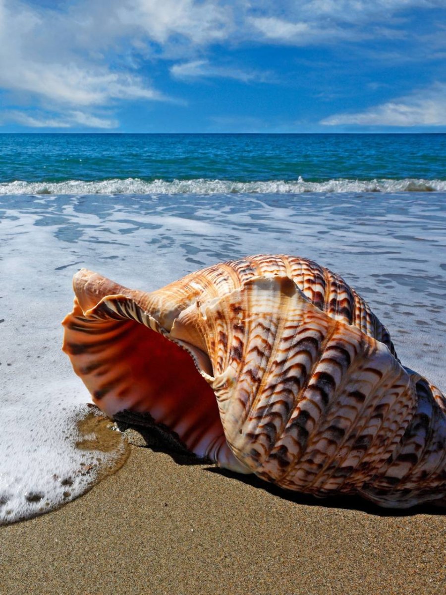 Морская Ракушка Витязево