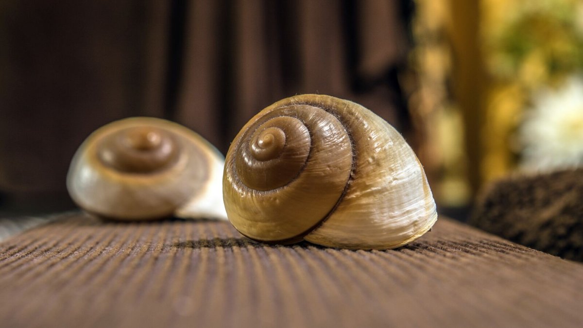 Улитка лигуус