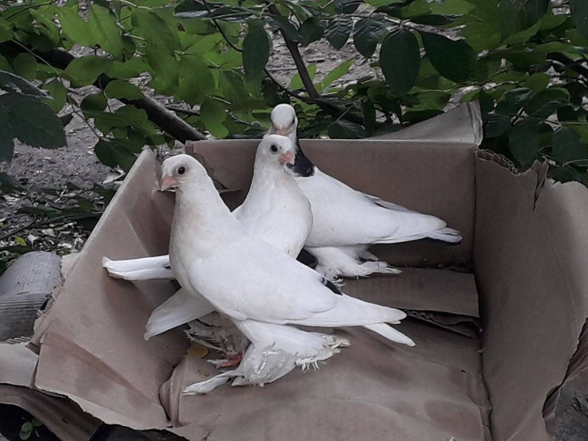 Голуби Хамаданские космачи